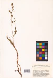 Persicaria lapathifolia (L.) Gray, Eastern Europe, North-Western region (E2) (Russia)