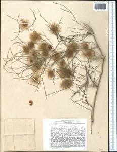 Calligonum setosum (Litv.) Litv., Middle Asia, Pamir & Pamiro-Alai (M2) (Tajikistan)