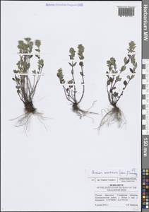 Clinopodium acinos (L.) Kuntze, Eastern Europe, Middle Volga region (E8) (Russia)