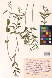 Vincetoxicum albowianum (Kuzn.) Pobed., Eastern Europe, Middle Volga region (E8) (Russia)