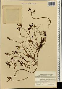 Phedimus stolonifer (S. G. Gmel.) 't Hart, Caucasus, Georgia (K4) (Georgia)