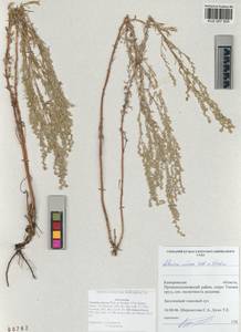 Artemisia nitrosa Weber ex Stechm., Siberia, Altai & Sayany Mountains (S2) (Russia)