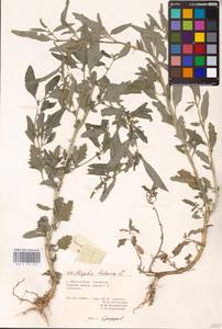 Atriplex tatarica L., Eastern Europe, Lower Volga region (E9) (Russia)