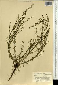 Artemisia xanthochroa Krasch., Mongolia (MONG) (Mongolia)