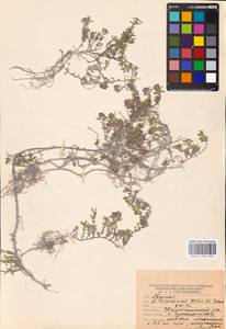 MHA 0 156 898, Thymus calcareus Klokov & Des.-Shost., Eastern Europe, Lower Volga region (E9) (Russia)