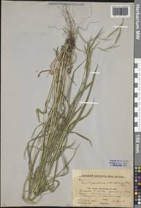 Brachypodium sylvaticum (Huds.) P.Beauv., Caucasus, Stavropol Krai, Karachay-Cherkessia & Kabardino-Balkaria (K1b) (Russia)