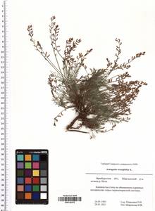 Astragalus austriacus Jacq., Eastern Europe, Eastern region (E10) (Russia)