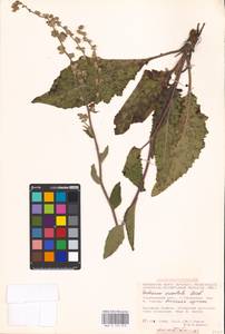 MHA 0 159 019, Verbascum chaixii Vill., Eastern Europe, Middle Volga region (E8) (Russia)