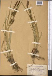 Carex riparia Curtis, Middle Asia, Caspian Ustyurt & Northern Aralia (M8) (Kazakhstan)