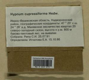Hypnum cupressiforme Hedw., Bryophytes, Bryophytes - Ukraine & Moldova (B3) (Ukraine)