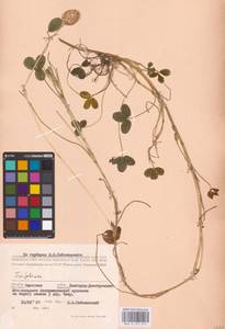 Trifolium fragiferum L., Eastern Europe, South Ukrainian region (E12) (Ukraine)