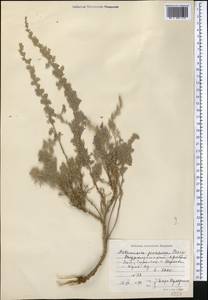 Artemisia persica Boiss., Middle Asia, Pamir & Pamiro-Alai (M2) (Uzbekistan)