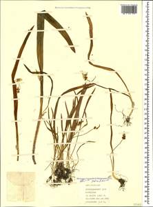 Allium paradoxum (M.Bieb.) G.Don, Caucasus, Azerbaijan (K6) (Azerbaijan)