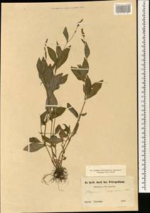 Persicaria posumbu subsp. posumbu, South Asia, South Asia (Asia outside ex-Soviet states and Mongolia) (ASIA) (Japan)