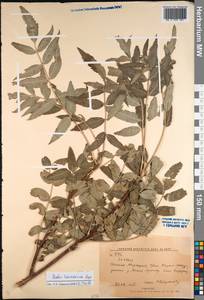 Sorbus tianschanica Rupr., Middle Asia, Western Tian Shan & Karatau (M3) (Kyrgyzstan)