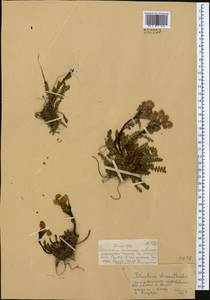 Pedicularis rhinanthoides, Middle Asia, Dzungarian Alatau & Tarbagatai (M5) (Kazakhstan)