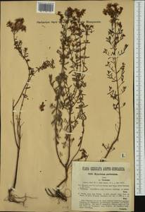 Hypericum perforatum subsp. veronense (Schrank) A. Fröhlich, Western Europe (EUR) (Austria)