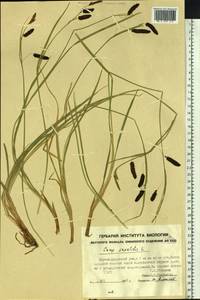 Carex saxatilis L., Siberia, Yakutia (S5) (Russia)
