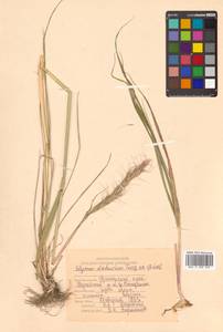 Campeiostachys dahurica (Turcz. ex Griseb.) B.R.Baum, J.L.Yang & C.Yen, Siberia, Russian Far East (S6) (Russia)