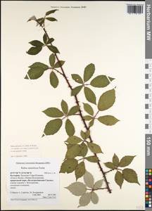 Rubus procerus P. J. Müll. ex Genev., Western Europe (EUR) (Bulgaria)