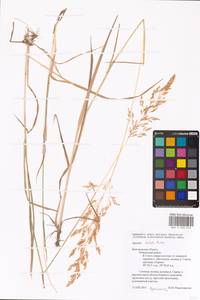 Agrostis stolonifera L., Eastern Europe, Central forest-and-steppe region (E6) (Russia)