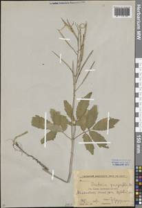 Cardamine quinquefolia (M.Bieb.) Schmalh., Caucasus, Krasnodar Krai & Adygea (K1a) (Russia)