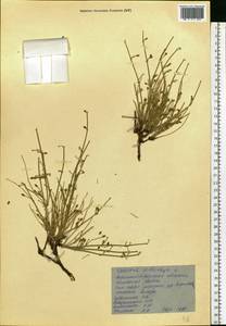 Ephedra distachya L., Eastern Europe, North Ukrainian region (E11) (Ukraine)