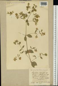 Silene baccifera (L.) Durande, Eastern Europe, North Ukrainian region (E11) (Ukraine)