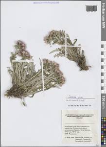 Saussurea pricei N.D.Simpson, Siberia, Altai & Sayany Mountains (S2) (Russia)
