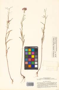 Dontostemon hispidus Maxim., Siberia, Russian Far East (S6) (Russia)