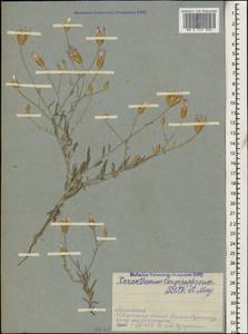 Xeranthemum longepapposum Fisch. & C. A. Mey., Caucasus, Armenia (K5) (Armenia)