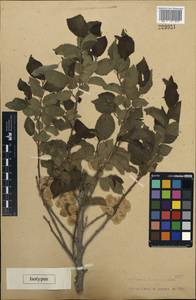 Ulmus minor subsp. minor, Middle Asia, Karakum (M6) (Turkmenistan)