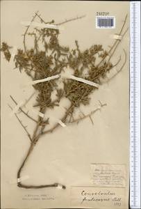 Convolvulus fruticosus Pall., Middle Asia, Northern & Central Kazakhstan (M10) (Kazakhstan)