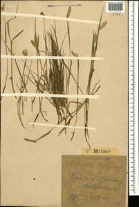 Alopecurus ponticus K.Koch, Caucasus, Krasnodar Krai & Adygea (K1a) (Russia)