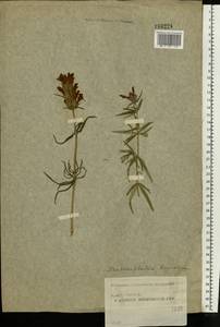 Dracocephalum ruyschiana L., Eastern Europe, Moscow region (E4a) (Russia)