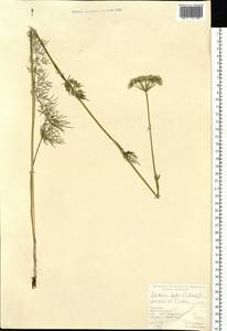 Kadenia dubia (Schkuhr) Lavrova & V.N.Tikhom., Siberia, Altai & Sayany Mountains (S2) (Russia)