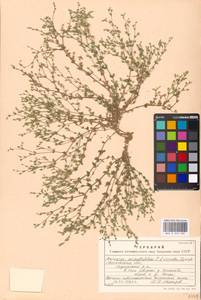 Arenaria serpyllifolia L., Eastern Europe, Moscow region (E4a) (Russia)