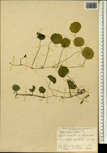 Hydrocotyle vulgaris L., South Asia, South Asia (Asia outside ex-Soviet states and Mongolia) (ASIA) (Turkey)