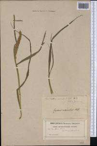 Cenchrus echinatus L., America (AMER) (Jamaica)