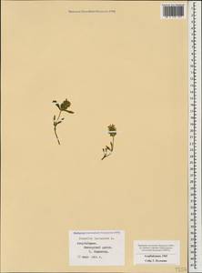 Prunella laciniata (L.) L., Caucasus, Azerbaijan (K6) (Azerbaijan)