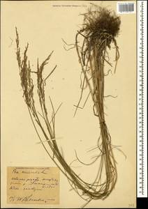 Poa nemoralis L., Caucasus, Krasnodar Krai & Adygea (K1a) (Russia)