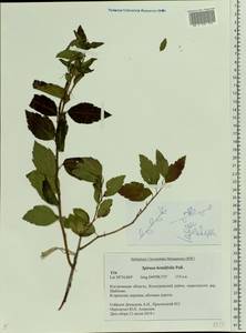 Spiraea betulifolia, Eastern Europe, Central forest region (E5) (Russia)