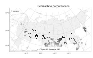 Schizachne purpurascens (Torr.) Swallen, Atlas of the Russian Flora (FLORUS) (Russia)