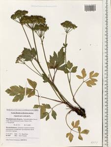 Ligusticum scoticum L., Eastern Europe, Northern region (E1) (Russia)