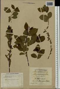 Salix myrsinifolia Salisb., Eastern Europe, Latvia (E2b) (Latvia)