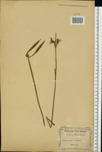 Viscaria vulgaris Röhl., Eastern Europe, South Ukrainian region (E12) (Ukraine)