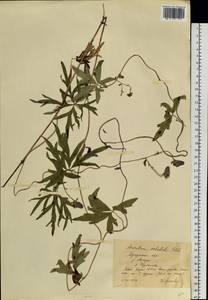 Aconitum volubile Pall., Siberia, Baikal & Transbaikal region (S4) (Russia)