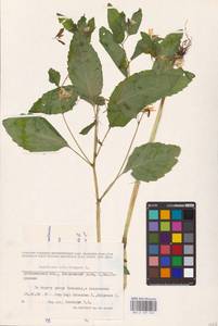 Impatiens noli-tangere L., Eastern Europe, Middle Volga region (E8) (Russia)