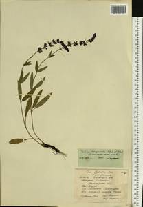 Salvia nemorosa subsp. pseudosylvestris (Stapf) Bornm., Eastern Europe, Northern region (E1) (Russia)