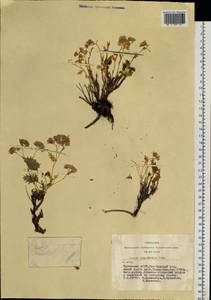 Hylotelephium populifolium (Pall.) H. Ohba, Siberia, Altai & Sayany Mountains (S2) (Russia)